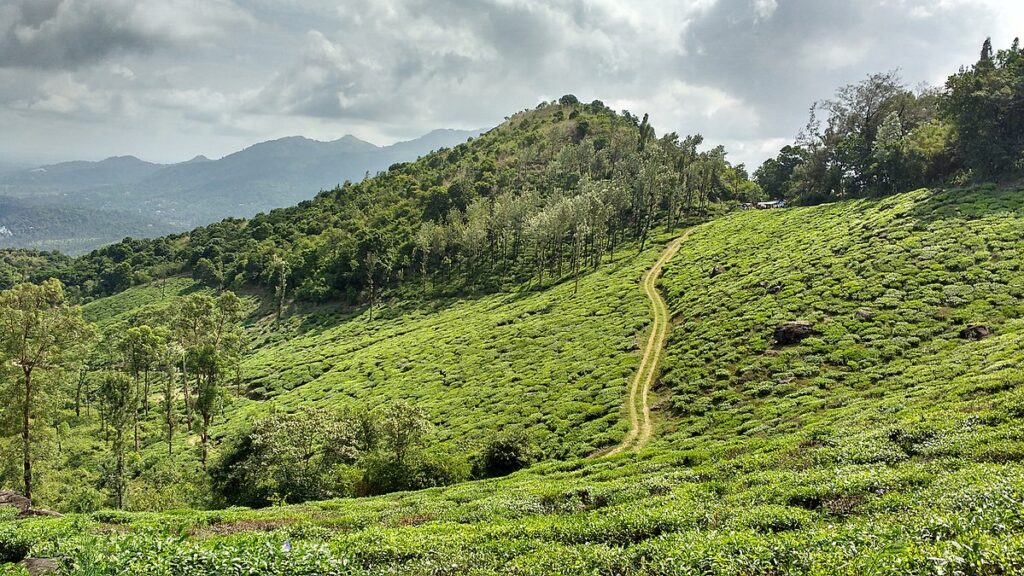 Wandering through Wayanad: Your complete guide to Kerala’s best kept secret
