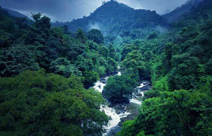 What are the famous things to buy while touring to Wayanad?