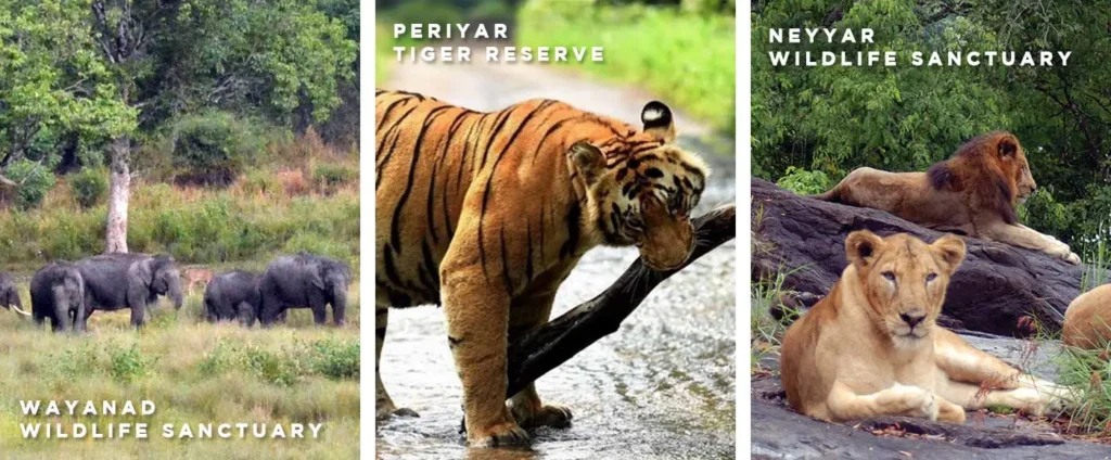 Kerala Tour Packages for Nature Lovers: Exploring National Parks and Wildlife Sanctuaries
