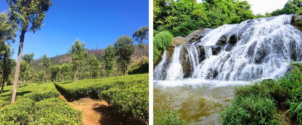 Which Is A Better Place To Visit, Coonoor Or Wayanad?